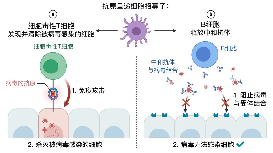 免疫最新进展揭示前沿科技与医学未来探索之路