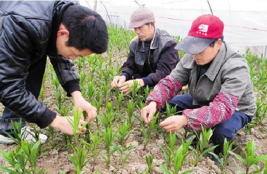 皈山乡新领导引领下的乡村发展新篇章