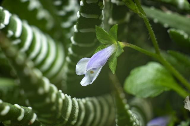 种植牙进医保最新动态，政策进展与实施情况更新