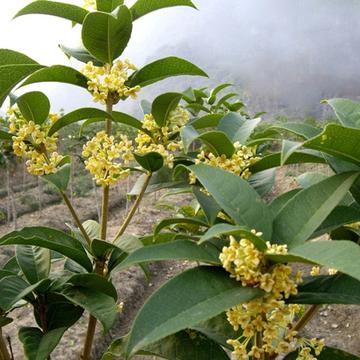 桂花新品种探索与欣赏之旅