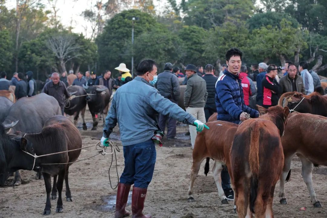 阳江睇牛仔传统与现代融合之美最新视频欣赏