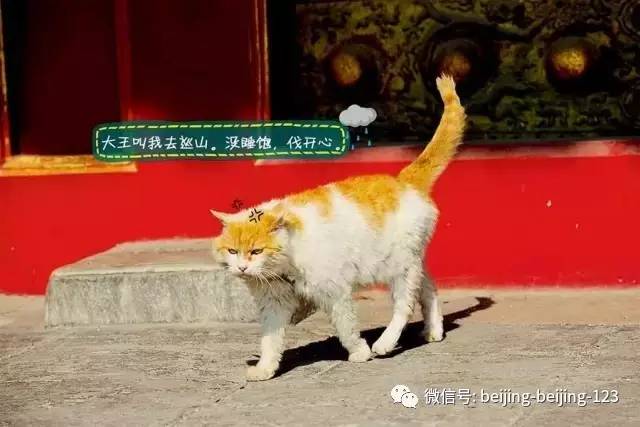 红猫大本的最新魅力及其影响力不容小觑